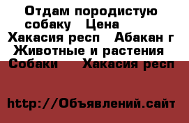 Отдам породистую собаку › Цена ­ 100 - Хакасия респ., Абакан г. Животные и растения » Собаки   . Хакасия респ.